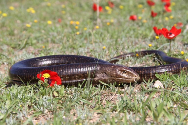 الحلزونات والرخويات، الثدييات الصغيرة، السحالي الأخرى، صغار الطيور، الثعابين، وأحيانًا البيض والفاكهة. الصغير في الغابة. الصورة: أفياد بار