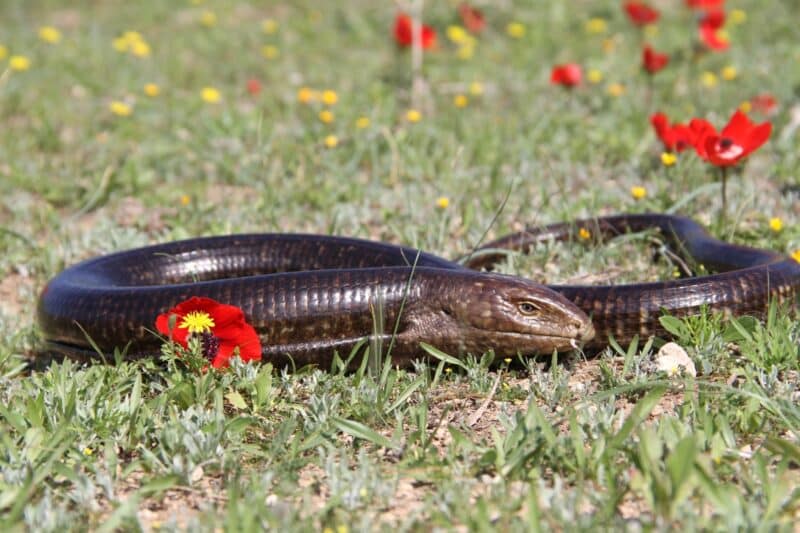 الحلزونات والرخويات، الثدييات الصغيرة، السحالي الأخرى، صغار الطيور، الثعابين، وأحيانًا البيض والفاكهة. الصغير في الغابة. الصورة: أفياد بار