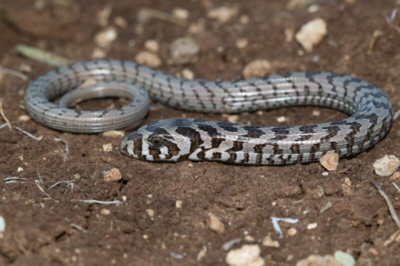 نقار الخشب قادر على فصل ذيله عند الخطر. الصورة: أفياد بار