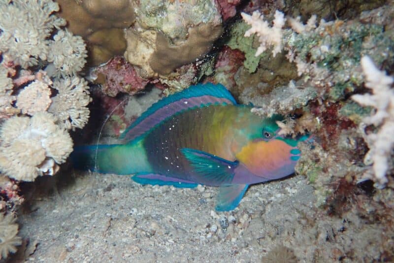 Maintenance workers on the reef. Cocoon preparation. Credit: Renal Pickholz
