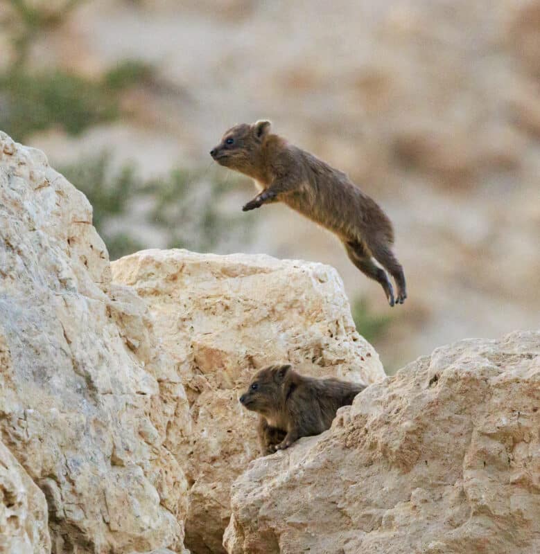 The sounds they make can be heard from hundreds of meters away. Photo: Prof. Amiel Ilani