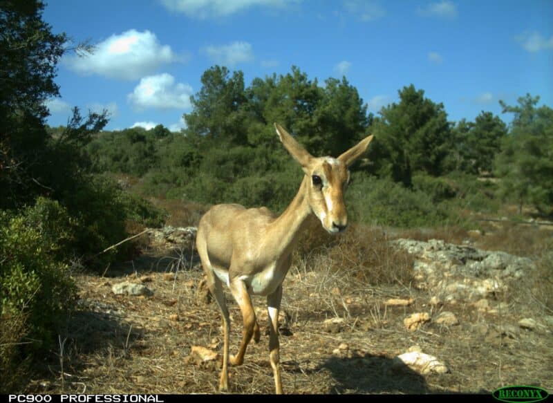 הקריאה הנפוצה ביותר שנחשפה הייתה קריאת האיום של זכרים טריטוריאליים. צילום: ד"ר אמיר ארנון