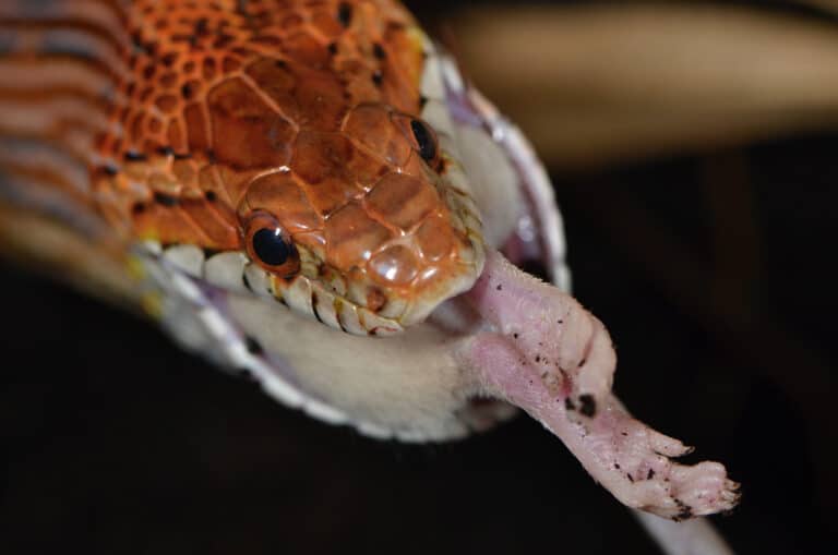 הכשת נחש. המחשה: depositphotos.com