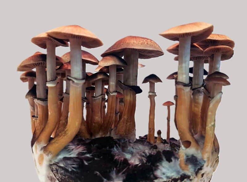 Psilocybe cubensis צומחת ברחבי העולם באזורים טרופיים וסובטרופיים, כולל אמריקה המרכזית והדרומית, דרום־מזרח אסיה ואוקיאניה. הפטרייה מעדיפה קרקעות לחות ועשירות בדשן, ומכילה את החומר הפסיכואקטיבי פסילוסיבין, הנחקר כיום כחומר פעיל לטיפול בדיכאון עמיד לטיפול.
קרדיט: Felix Blei, Leibniz-HKI