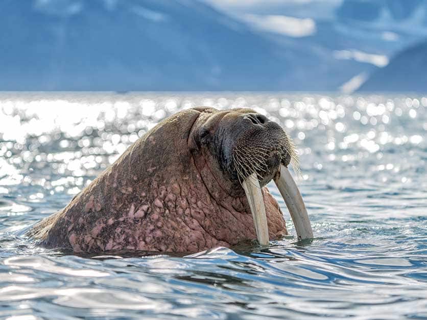 האדם מאיץ, הטבע דועך: שני מחקרים שופכים אור חדש על 170 שנות פעילות אנושית מתעצמת