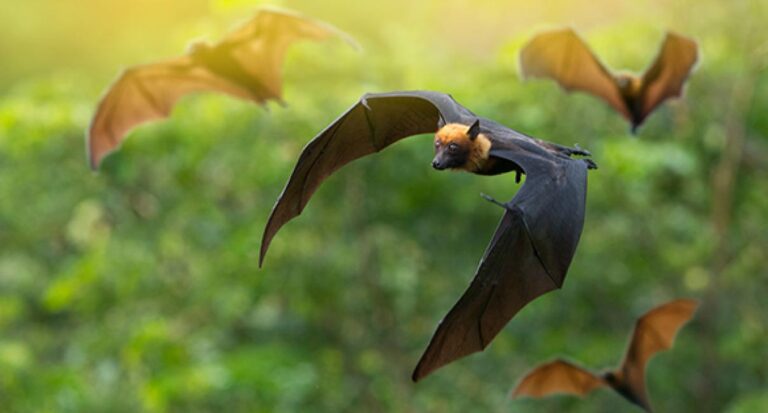 עטלפים תוקפנים. איור באדיבות פרופ' יוסי יובל, אוניברסיטת תל אביב