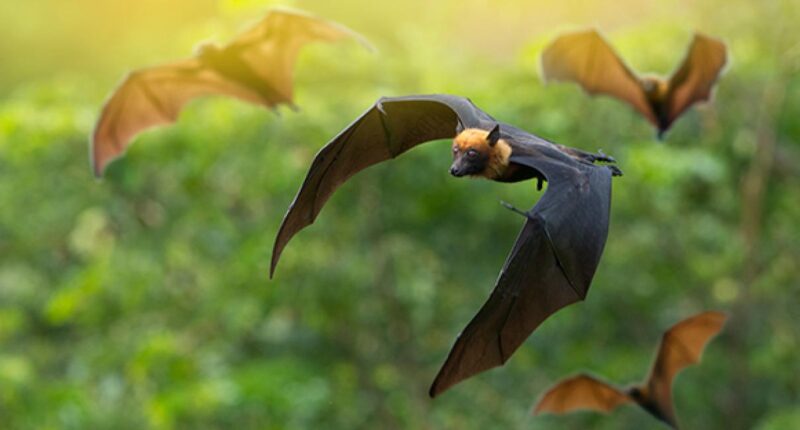 עטלפים תוקפנים. איור באדיבות פרופ' יוסי יובל, אוניברסיטת תל אביב