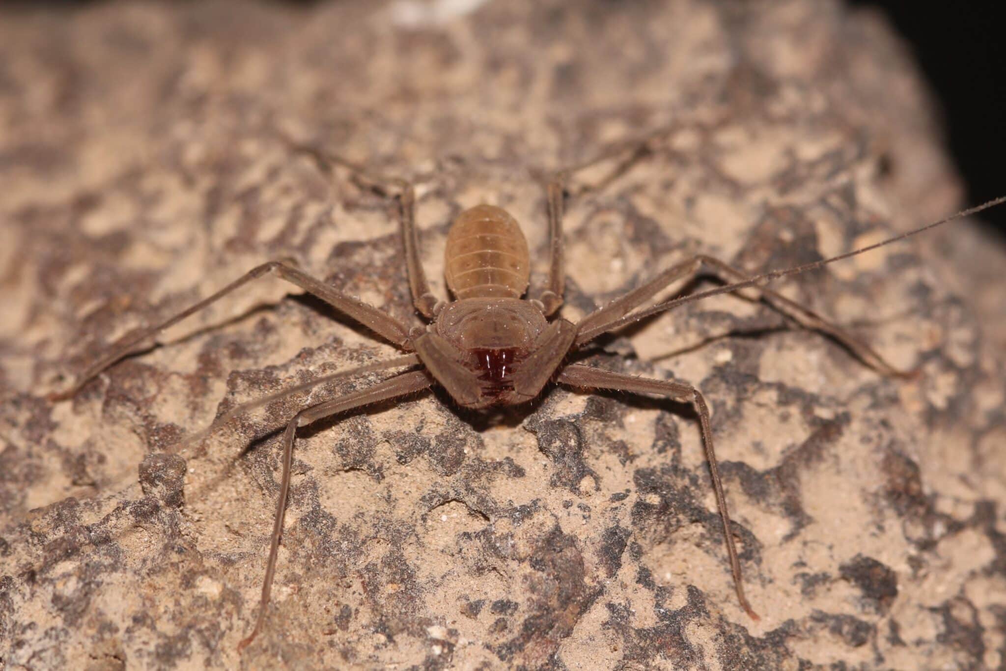 העקרביש: לא עקרב, לא עכביש – העתק-הדבק של אימא