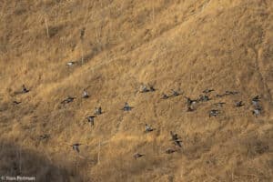 أعداد الكراكير العالمية في تناقص. تصوير: د. يوآف بيرلمان