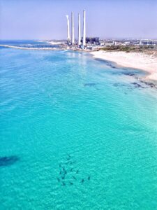 مجموعة من أسماك القرش قرب محطة كهرباء الخضيرة. تصوير: ميرون سيغيف، جمعية أسماك القرش في إسرائيل