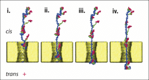 محاكاة حاسوبية تُظهر المرور التدريجي (من اليسار إلى اليمين) لبروتين ألفا لاكتالبومين عبر مسام نانوية صلبة قطرها حوالي 4 نانومتر. يتيح مرور البروتين عبر المسام قراءة تسلسل العلامات المرتبطة بمجموعات السيستين (اللون الأحمر) وتحديد هوية البروتين.