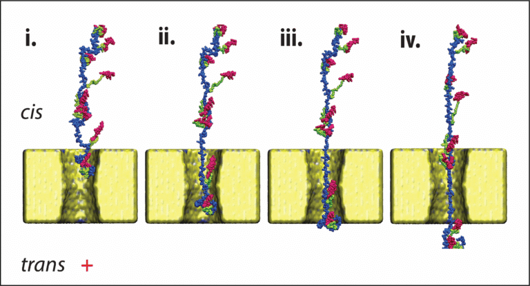 סימולציית מחשב המציגה מעבר הדרגתי (משמאל לימין) של החלבון אלפא-לקטאלבומין דרך ננו-חריר ממצב מוצק בקוטר של כ-4 ננומטר. המעבר של החלבון בחריר מאפשר קריאה של רצף הסמנים המוצמדים לקבוצות ציסטאין (צבע אדום) וזיהוי החלבון.
