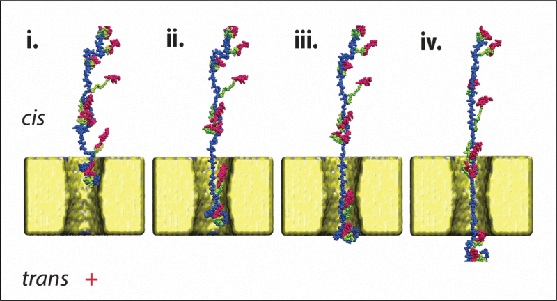 סימולציית מחשב המציגה מעבר הדרגתי (משמאל לימין) של החלבון אלפא-לקטאלבומין דרך ננו-חריר ממצב מוצק בקוטר של כ-4 ננומטר. המעבר של החלבון בחריר מאפשר קריאה של רצף הסמנים המוצמדים לקבוצות ציסטאין (צבע אדום) וזיהוי החלבון.