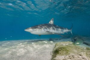 الحيوانات المفترسة والحفاظ على صحة أسماك القرش. أنثى قرش رملي. الصورة: ميرون سيغيف، جمعية أسماك القرش في إسرائيل