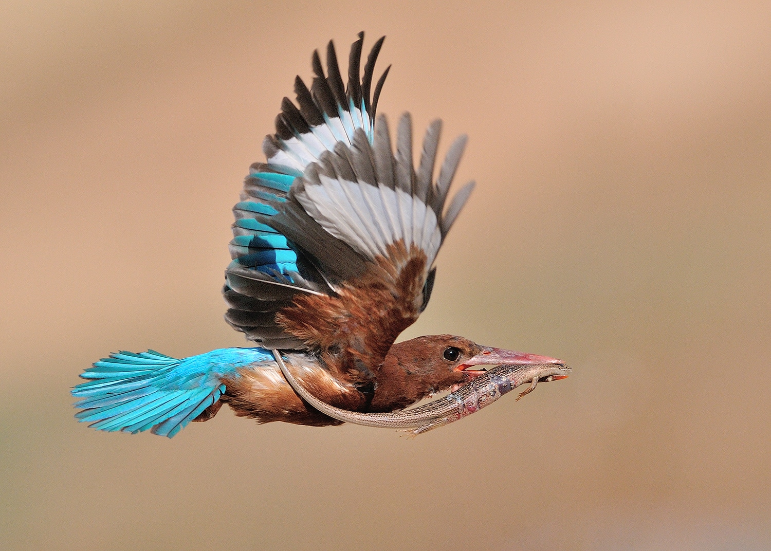חיות את הרגע: שלדג לבן חזה