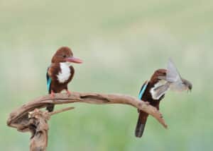 طائر مفترس يتغذى على مصادر غذائية متنوعة. الرفراف أبيض الصدر. الصورة: شيمي عيني