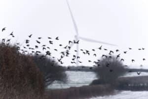 وعي الطيور. رسم توضيحي: depositphotos.com