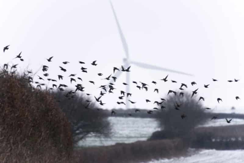 תודעה של עופות. <a href="https://depositphotos.com. ">המחשה: depositphotos.com</a>