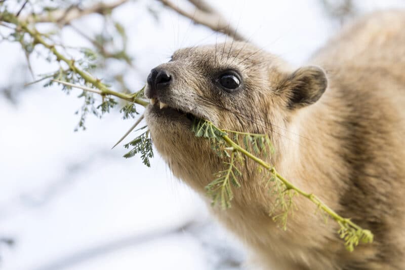 שפן הסלע בעין גדי.  <a href="https://depositphotos.com. ">המחשה: depositphotos.com</a>