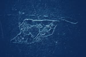 بكتيريا الليجيونيلا. صورة توضيحية: depositphotos.com