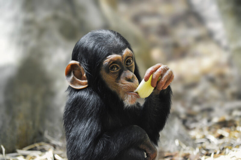 שימפנזה צעיר יוצר קשר עין. מחקר חדש מצביע על כך ששימפנזים מסוגלים לחשוב באופן רציונלי ולשנות את החלטותיהם כאשר מופיעות ראיות חדשות. המחשה: depositphotos.com