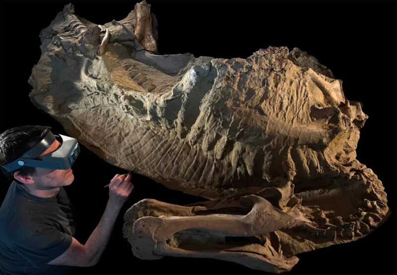 גופת דינוזאור צעיר "מומיה" עם משחזר המאובנים טיילר קילור. "מומיה" של פרט צעיר של הדינוזאור רחב־המקור אדמונטוזאורוס אנקטנס, לצד משחזר המאובנים טיילר קילור מאוניברסיטת שיקגו. "מומיית" הדינוזאור הצעיר, שכונתה "אד ג'וניור" (Ed Jr.), נקברה בשיטפונות לפני כ־66 מיליון שנה, ושימרה שלד מאובן ובשכבת חרסית דקיקה גם אזורי עור קשקשי ומקומט ורכס בשרני גבוה מעל הגב. קרדיט: באדיבות  Fossil Lab, University of Chicago