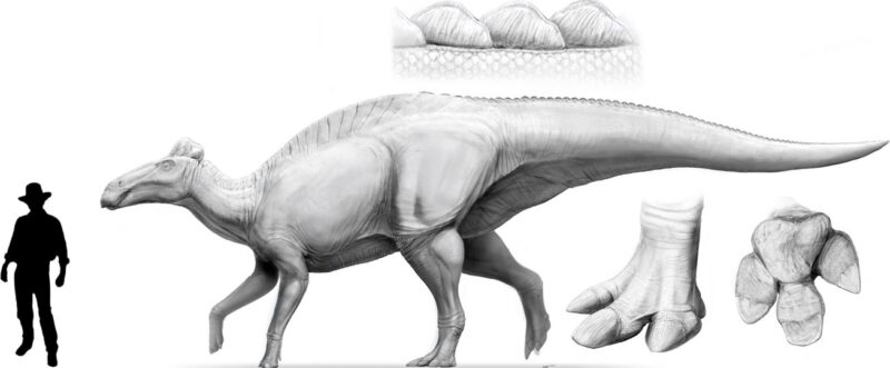 איור של אדמונטוזאורוס אנקטנס באורך כ־13 מטרים וגובה כ־1.8 מטרים). קרדיט: Dani Navarro
