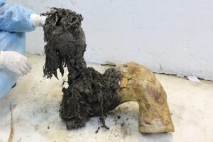 نجح باحثون في جامعة ستوكهولم، ولأول مرة على الإطلاق، في عزل جزيئات الحمض النووي الريبوزي (RNA) وتحديد تسلسلها من الماموث الصوفي الذي عاش خلال العصر الجليدي. حلل الفريق جزيئات الحمض النووي الريبوزي (RNA) المحفوظة منذ ما يقرب من 40 ألف عام في أنسجة الماموث المحفوظة في التربة الصقيعية السيبيرية، وهي أقدم تسلسلات الحمض النووي الريبوزي (RNA) التي تم تحديدها على الإطلاق. ووفقًا للدراسة المنشورة في مجلة Cell، تُظهر النتائج أن الحمض النووي الريبوزي (RNA)، مثل الحمض النووي الريبوزي (DNA) والبروتينات، يمكن أن يبقى سليمًا لفترة أطول بكثير مما كان يُعتقد سابقًا. الصورة: إميليو مارمول-سانشيز، أحد مؤلفي المقال.