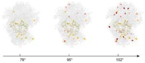 بنية الريبوسوم في العتائق المحبة للحرارة P. furiosus. المناطق المحددة باللونين البرتقالي والأصفر هي مواقع حدوث الميثيل في الحمض النووي الريبوزي الريبوسومي. يُلاحظ أن عدد مواقع الميثيل يزداد تدريجيًا مع ارتفاع درجة الحرارة المحيطة، وهي آلية تسمح للريبوسوم بالحفاظ على استقراره في ظل ظروف الحرارة الشديدة.