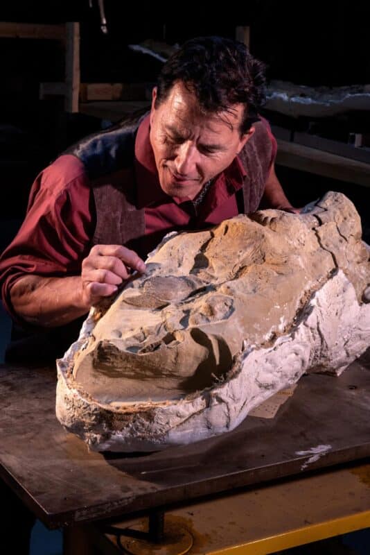 פרופ' פול סרנו מאוניברסיטת שיקגו מתפעל מהפרסות המשומרות בכף רגל של "מומיית" אדמונטוזאורוס אנקטנס בוגר, שכונתה "אד סניור" (Ed Sr.).
קרדיט: Kieth Ladzinski