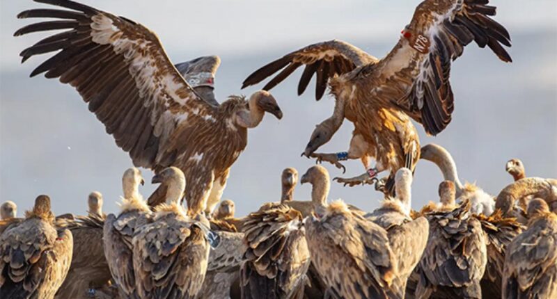 מלכי השמיים. נשרים מקראיים (צילום: יורם שפירר)