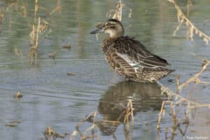 מסוגל לעוף במהירות של מעל 100 קמ"ש. קרקיר. צילום: ד"ר יואב פרלמן