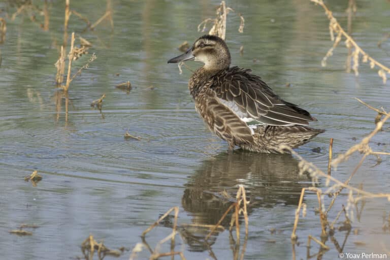 מסוגל לעוף במהירות של מעל 100 קמ"ש. קרקיר. צילום: ד"ר יואב פרלמן