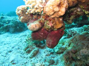 أولى الحيوانات على الأرض. الإسفنجة ثيونيلا سوينهوي. الصورة: مختبر ميخا إيلان