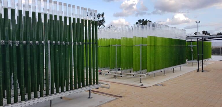 מיקרו-אצות של חברת BarAlgae. צילום: אוניברסיטת חיפה