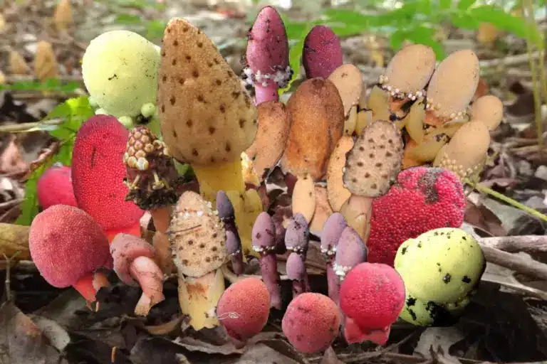 מיני Balanophora הם צמחים טפיליים שחיים מתחת לקרקע ומגיחים מעל פני הקרקע רק בעונת הפריחה — וחלקם אף מתרבים באופן א־מיני בלבד. הקולאז’ מציג מינים שנחקרו כדי לברר כיצד הם קרובים זה לזה, כיצד הם שינו את הפלסטידים שלהם, וכיצד הרבייה שלהם משתלבת באקולוגיה שלהם. קרדיט: אוניברסיטת קובה