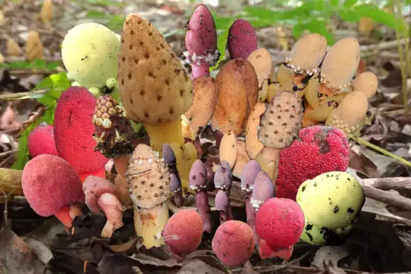 מיני Balanophora הם צמחים טפיליים שחיים מתחת לקרקע ומגיחים מעל פני הקרקע רק בעונת הפריחה — וחלקם אף מתרבים באופן א־מיני בלבד. הקולאז’ מציג מינים שנחקרו כדי לברר כיצד הם קרובים זה לזה, כיצד הם שינו את הפלסטידים שלהם, וכיצד הרבייה שלהם משתלבת באקולוגיה שלהם. קרדיט: אוניברסיטת קובה