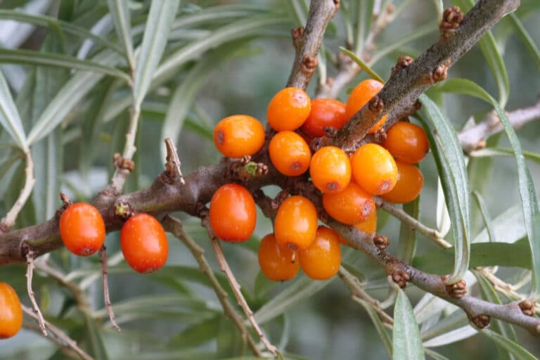 פירות שלפח. המחשה: depositphotos.com