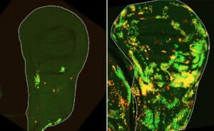 النسيج الطلائي الذي يتطور منه جناح الذبابة. بعد أربع ساعات من تشعيع هذا النسيج، يمكن رؤية عدد قليل من خلايا DARE المقاومة للموت (يسار، مُحددة باللون الأحمر). بعد حوالي 24 ساعة، يصل عدد هذه الخلايا إلى ذروته، وبعد 48 ساعة (يمين) تعود خلايا نسل هذه الخلايا، المُحددة باللونين الأخضر والأصفر، لتملأ النسيج من جديد.