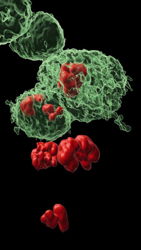 תאי DARE (גופם מסומן בירוק) ותאי NARE (גופם אינו מסומן) ברקמת האפיתל שממנה מתפתחת כנף הזבוב. באדום – גרעיני התאים בעודם מתחלקים. המדענים גילו כי תאי NARE מקבלים שדרים מתאי DARE סמוכים המורים להם להתחלק