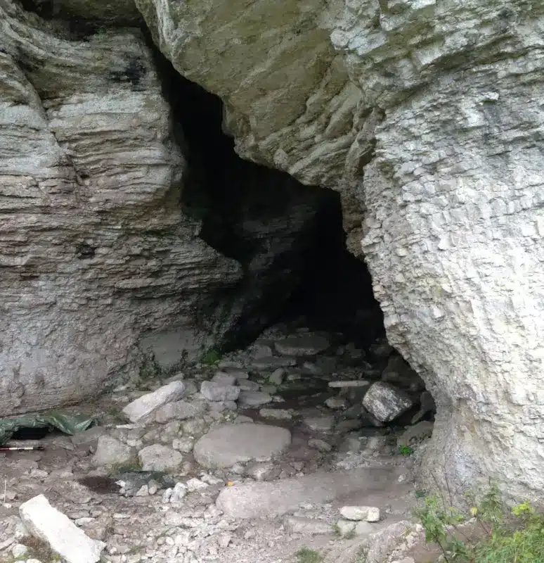 הכניסה למערת סטורה פורוואר באי סטורה קארלסה. המערה נחקרה בשנים 1888–1893. סלע הגיר באזור תרם למצב השימור המצוין של הממצאים. קרדיט: Jan Storå / Stockholm University