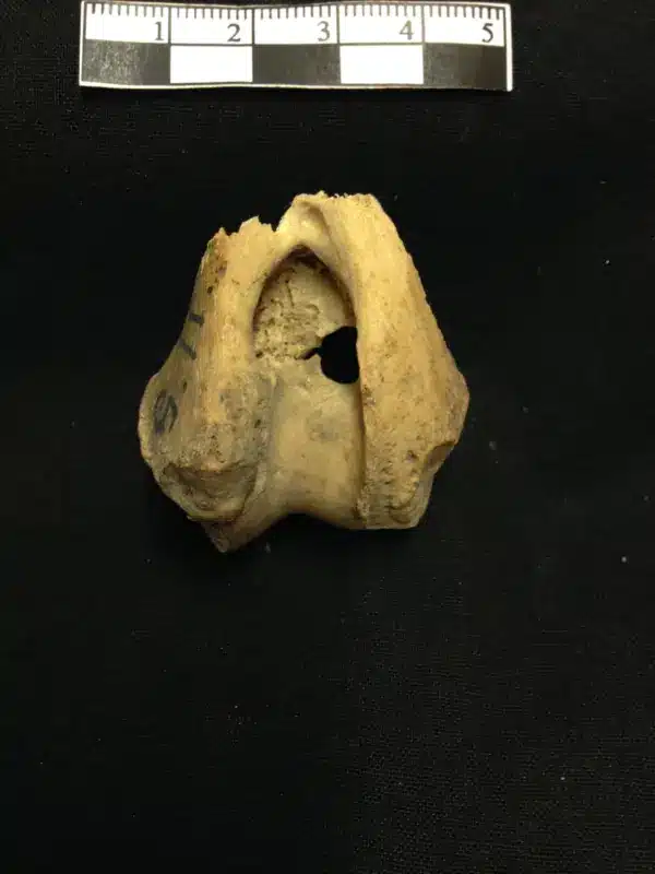 תקריב של אחת מעצמות הזרוע העליונה של זאב שנכלל במחקר. קרדיט: Jan Storå / Stockholm University