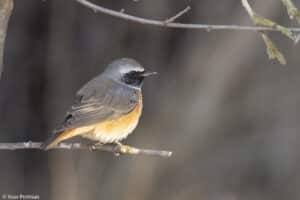 يُعدّ صيد الطيور قانونيًا في العديد من البلدان، وفي بعض المناطق يُمارس الصيد غير القانوني على نطاق واسع. عصفور بني الحنجرة. الصورة: د. يواف بيرلمان