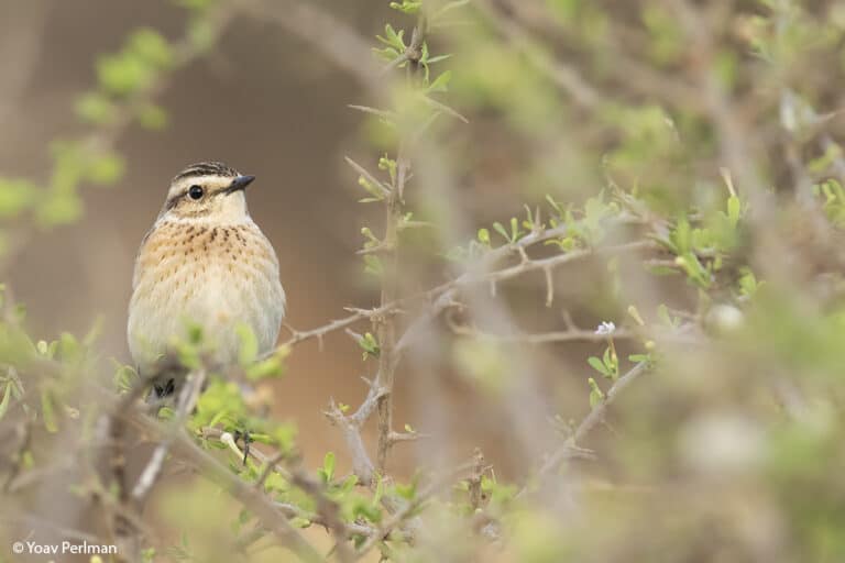 ציד ציפורים הוא חוקי במדינות רבות, ובאזורים מסוימים יש גם ציד לא חוקי בהיקפים גדולים. דוחל חום-גרון. צילום: ד"ר יואב פרלמן