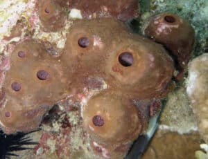 יש חומרים מספוג התאונלה שכבר נמצאים בשימוש קליני, רפואי בבני אדם. צילום: מעבדת מיכה אילן