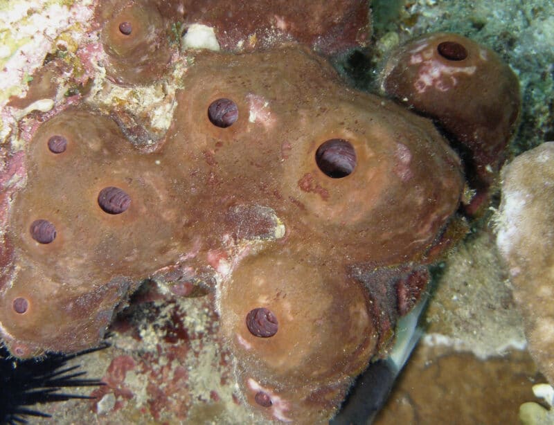 יש חומרים מספוג התאונלה שכבר נמצאים בשימוש קליני, רפואי בבני אדם. צילום: מעבדת מיכה אילן