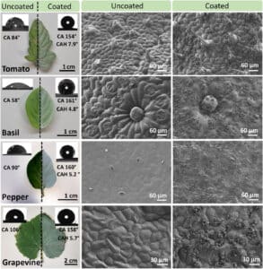 شرح الصورة: مقارنة بين حالة أوراق نباتات مختلفة مغطاة بـ SafeWax (يمين) وحالة أوراق غير مغطاة (يسار). من الأعلى إلى الأسفل: طماطم، ريحان، فلفل، وعنب