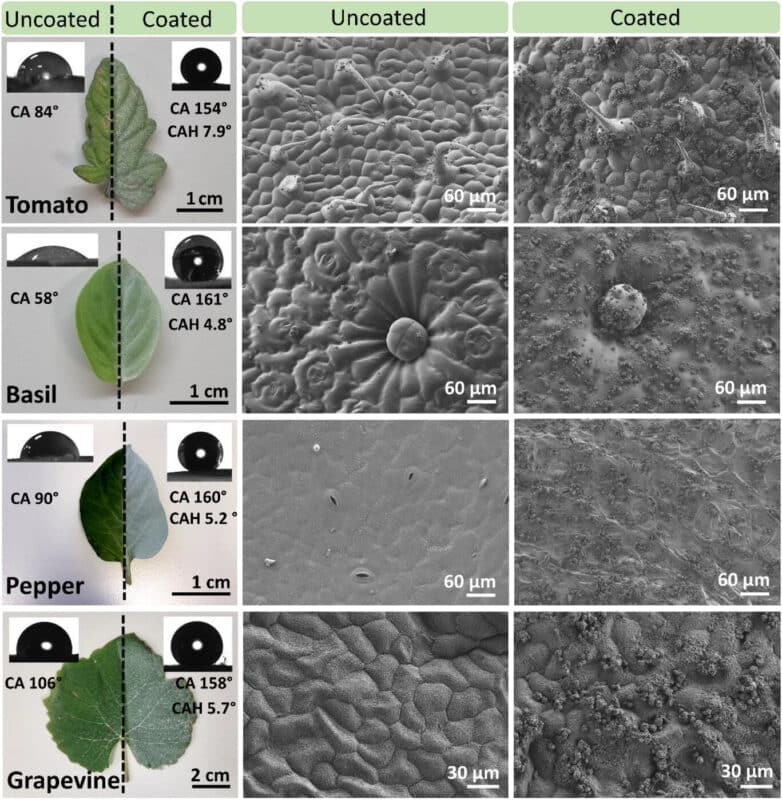 כיתוב: השוואה בין מצבם של עלים שונים המצופים ב-SafeWax (מימין) לבין מצבם של עלים לא מצופים (משמאל). מלמעלה למטה: עגבניה, בזיליקום, פלפל וגפן