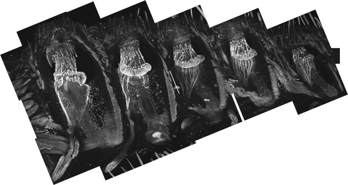 איך חולדות לא מתבלבלות מהשפמים של עצמן: “פטנטים” אבולוציוניים בזקיקי השפם מפרידים בין תנועה עצמית למגע חיצוני