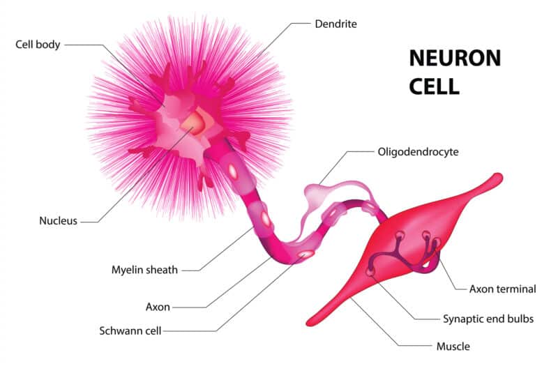 מבנה תא העצב <a href="https://depositphotos.com. ">המחשה: depositphotos.com</a>